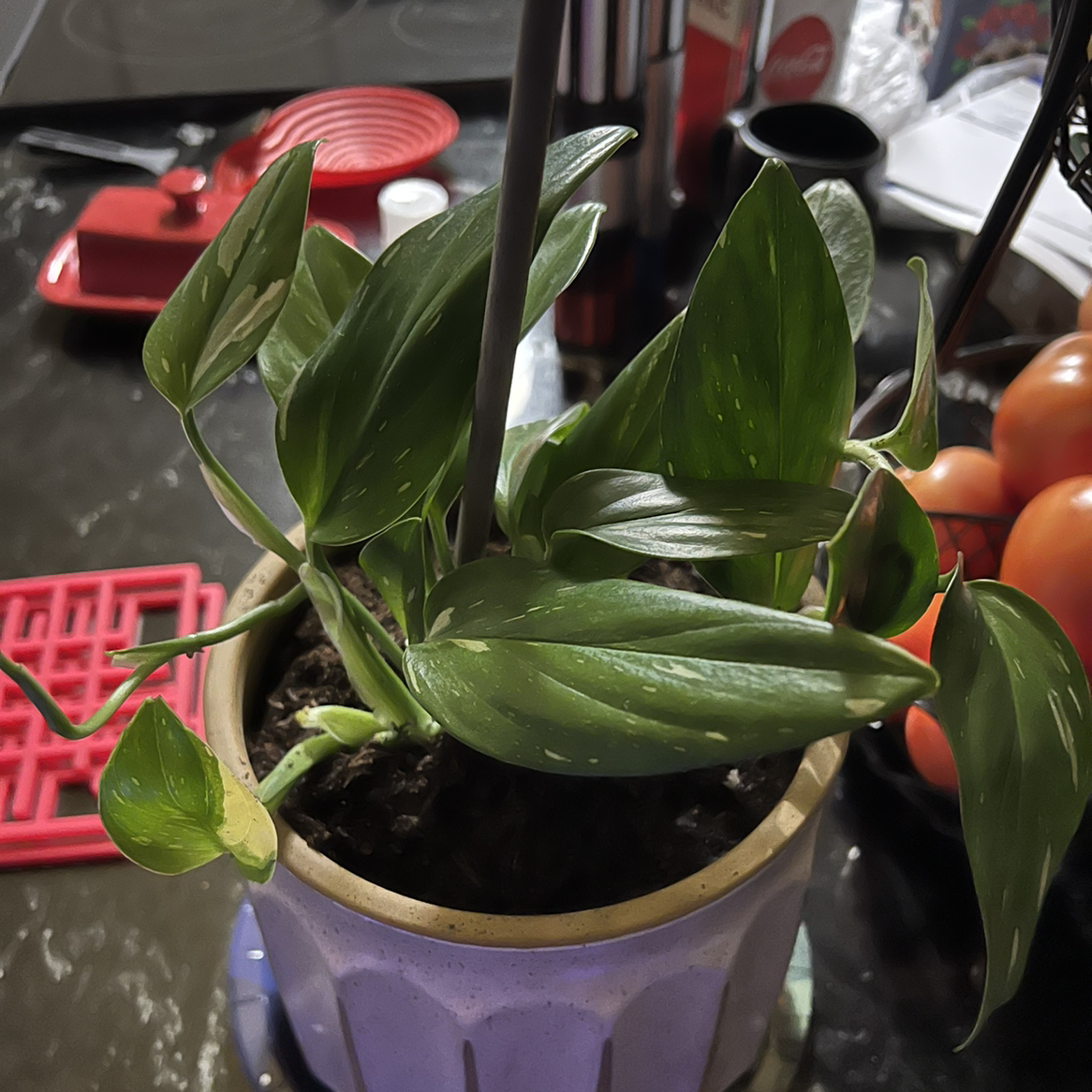 Potted Monstera Cobra plant with green variegated leaves indoors on a table.