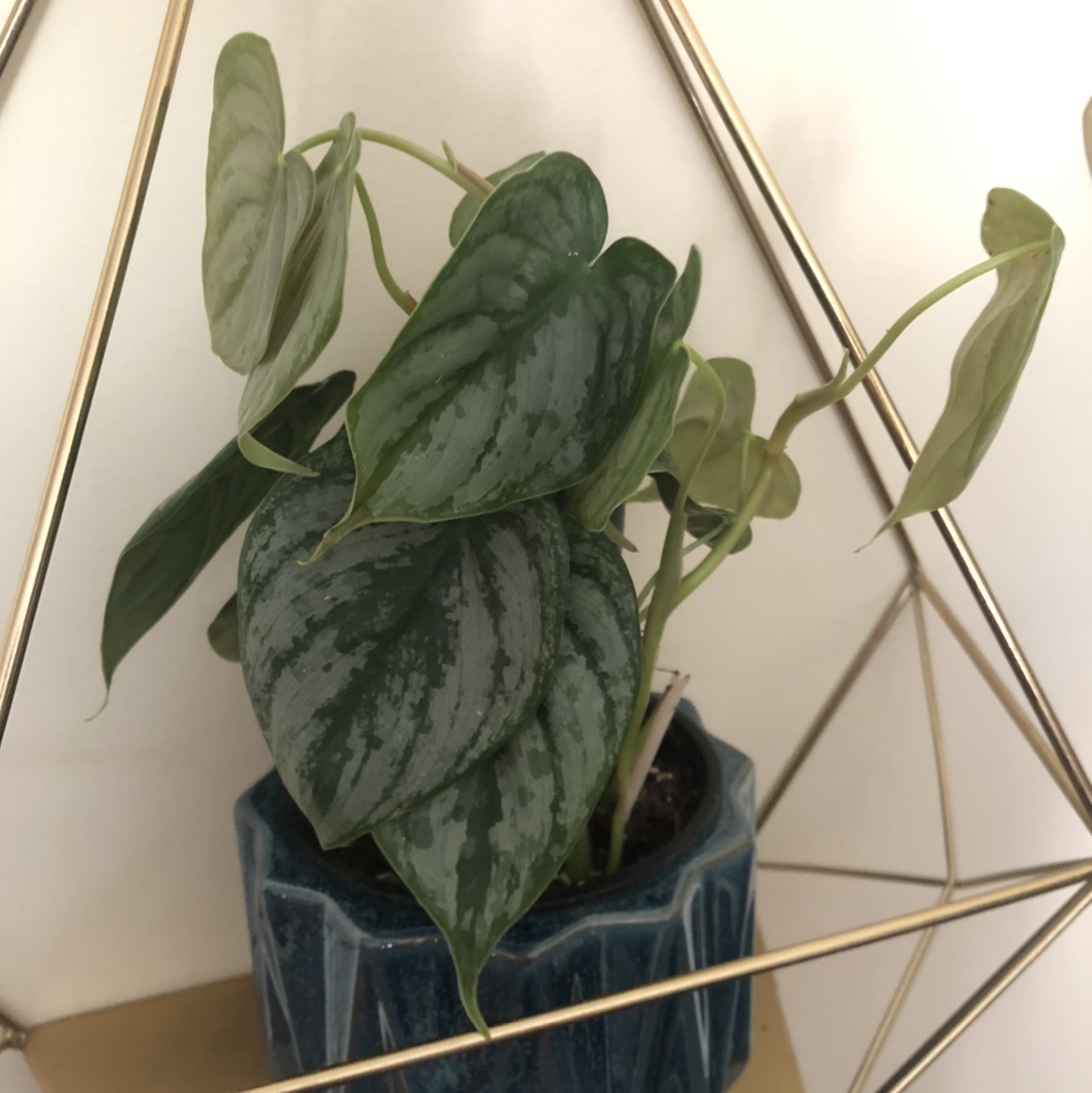 Photo of the plant species Silver Leaf Philodendron by @Shaymaebai named Fine Girl on Greg, the plant care app