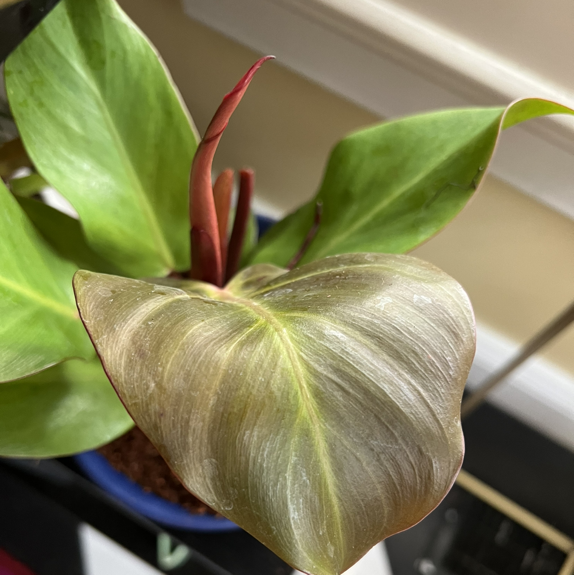 McColley's Finale plant with visible leaf discoloration, including yellowing and browning. Potted with visible soil.