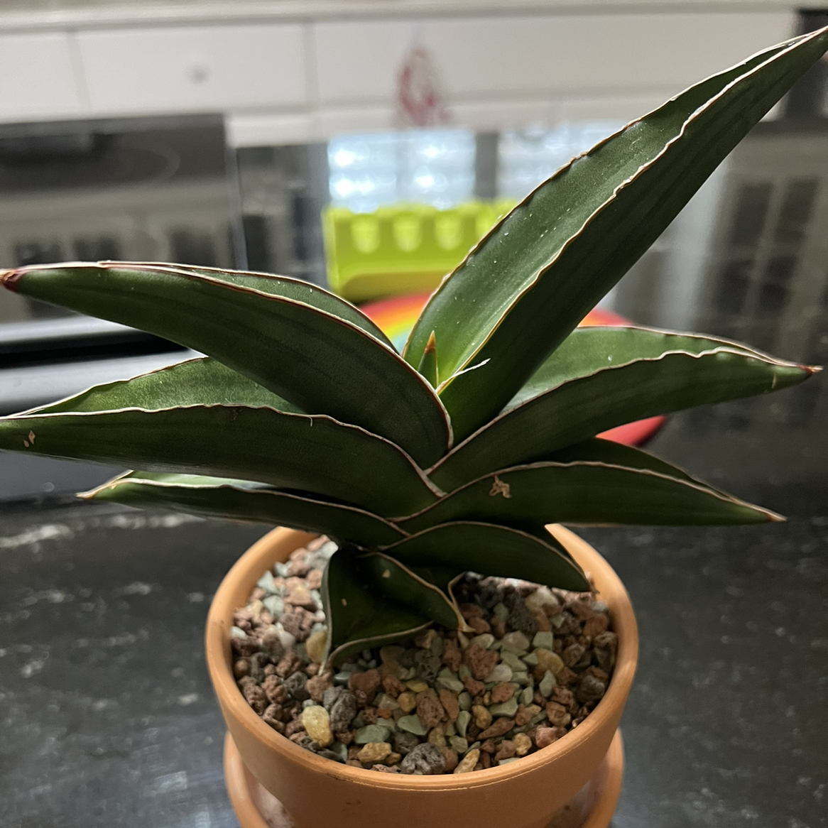 Blue Sansevieria plant in a pot with visible soil, healthy green leaves with white edges.