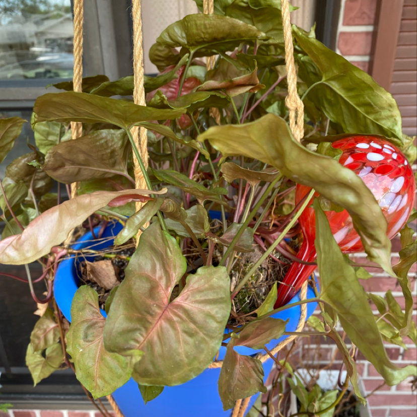 Arrowhead plant with large variegated leaves hanging in a basket outside a building, leaves slightly wilted.
