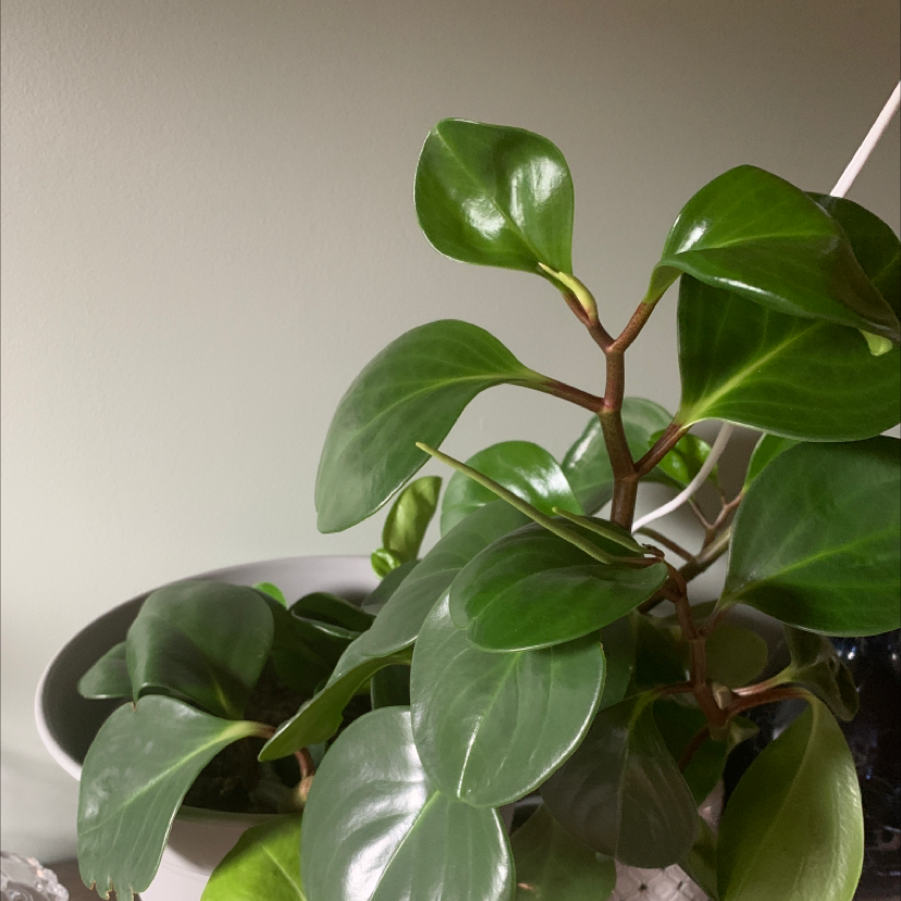 Baby Rubber Plant plant photo by Rene named Shine on Greg, the plant care app.