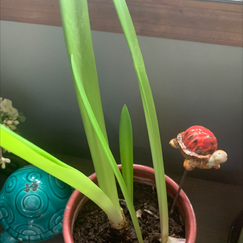 Potted Striped-Tubed Amaryllis with green leaves and a decorative turtle ornament.