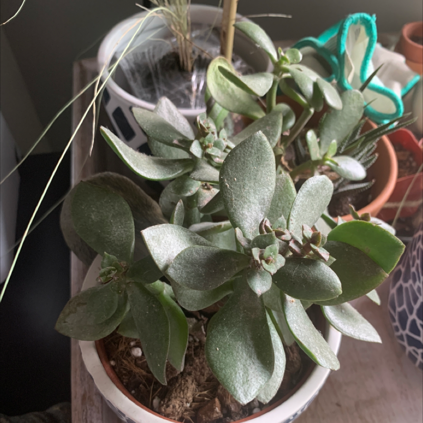 Lucky Plant plant photo by Rene named Your plant on Greg, the plant care app.
