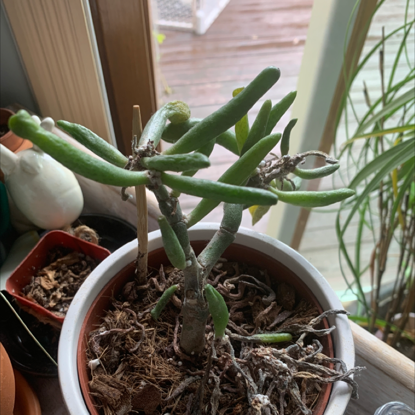 Lucky Plant plant photo by Rene named Your plant on Greg, the plant care app.