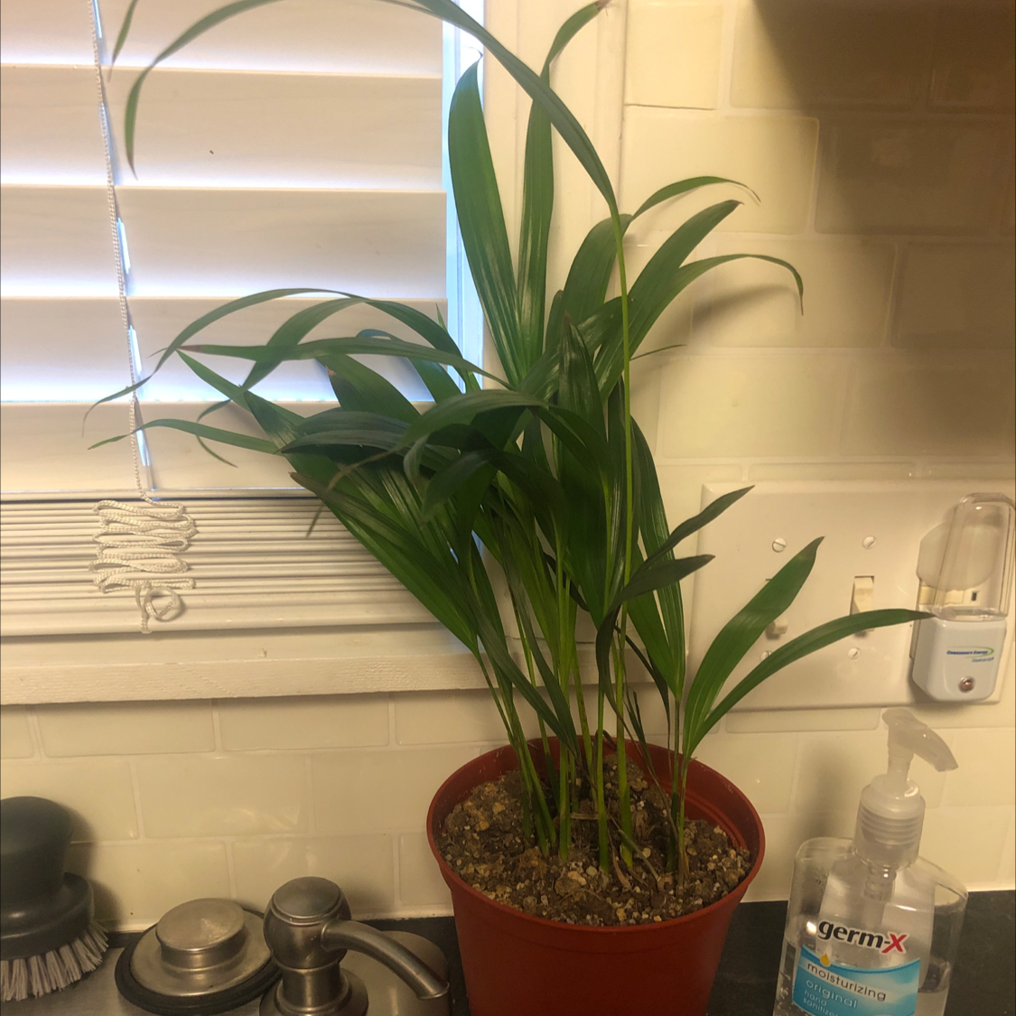 Healthy Areca Palm in red ceramic pot on kitchen counter, lush green fronds, no signs of disease or discoloration.