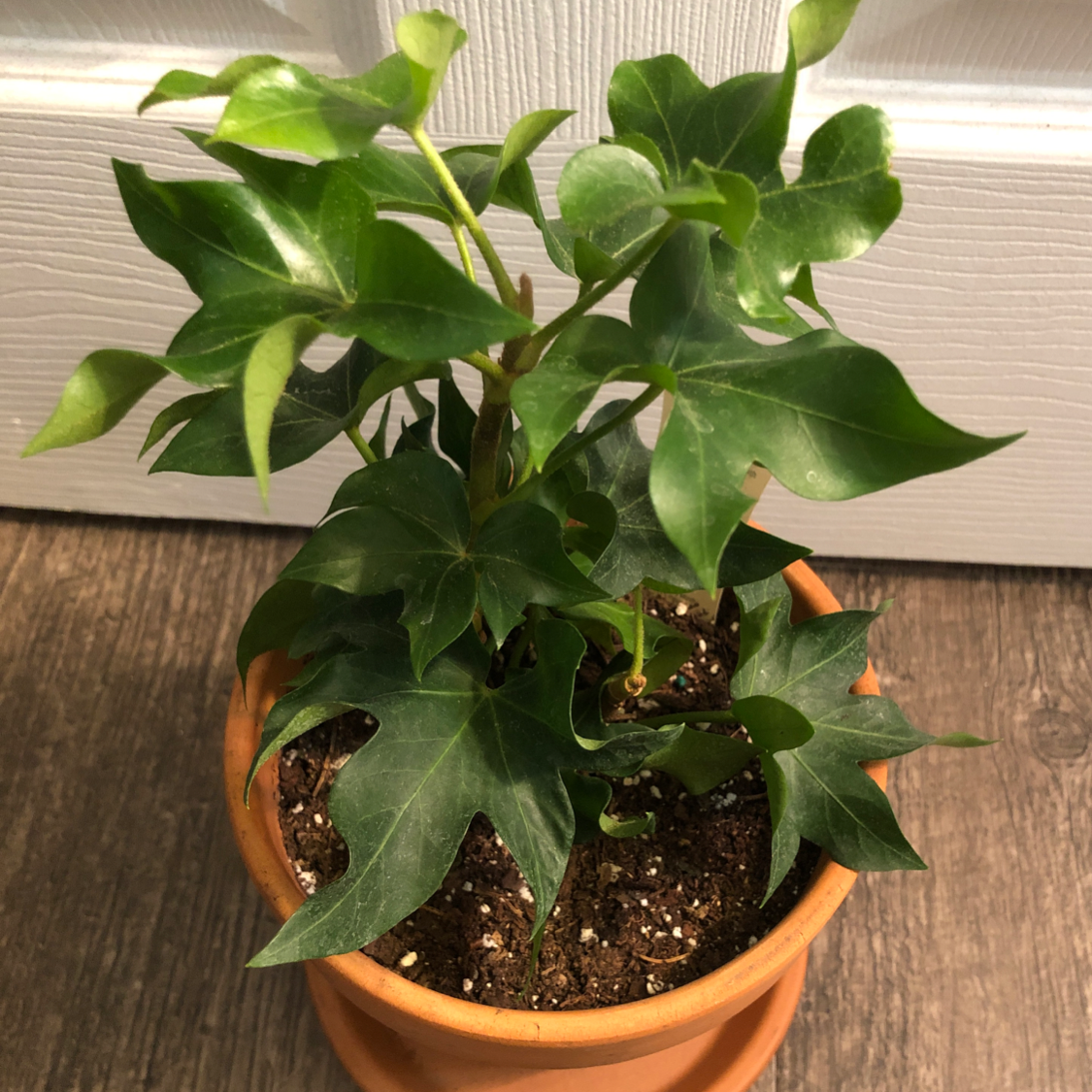 Photo of the plant species Tree ivy by @sydneyeash named tree ivy on Greg, the plant care app