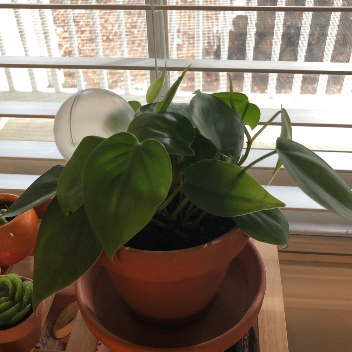 Philodendron Scandens plant photo by @sydneyeash named heart pothos on Greg, the plant care app.