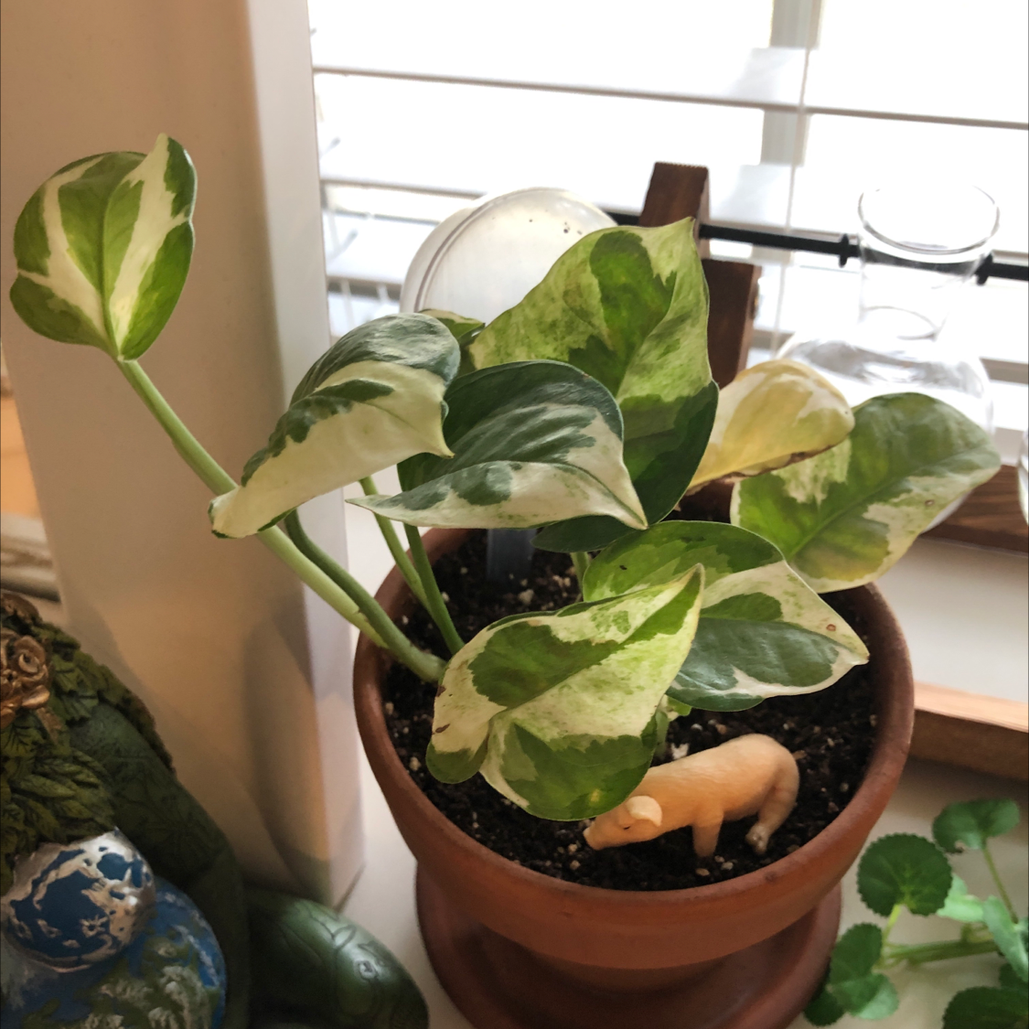 Pearls and Jade Pothos plant in a terracotta pot with variegated green and white leaves.