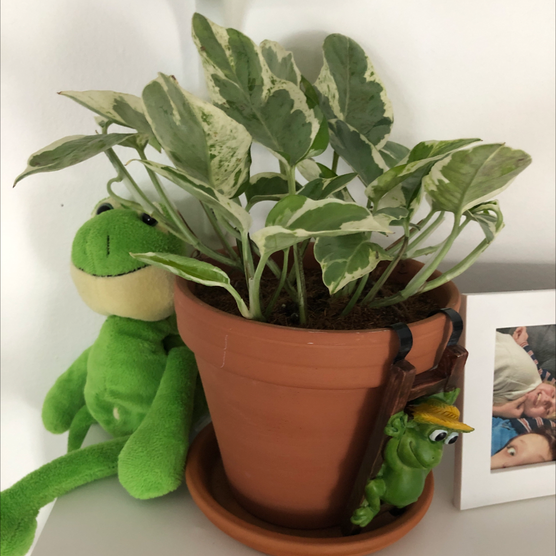Photo of the plant species Glacier Pothos by @sydneyeash named glacier on Greg, the plant care app