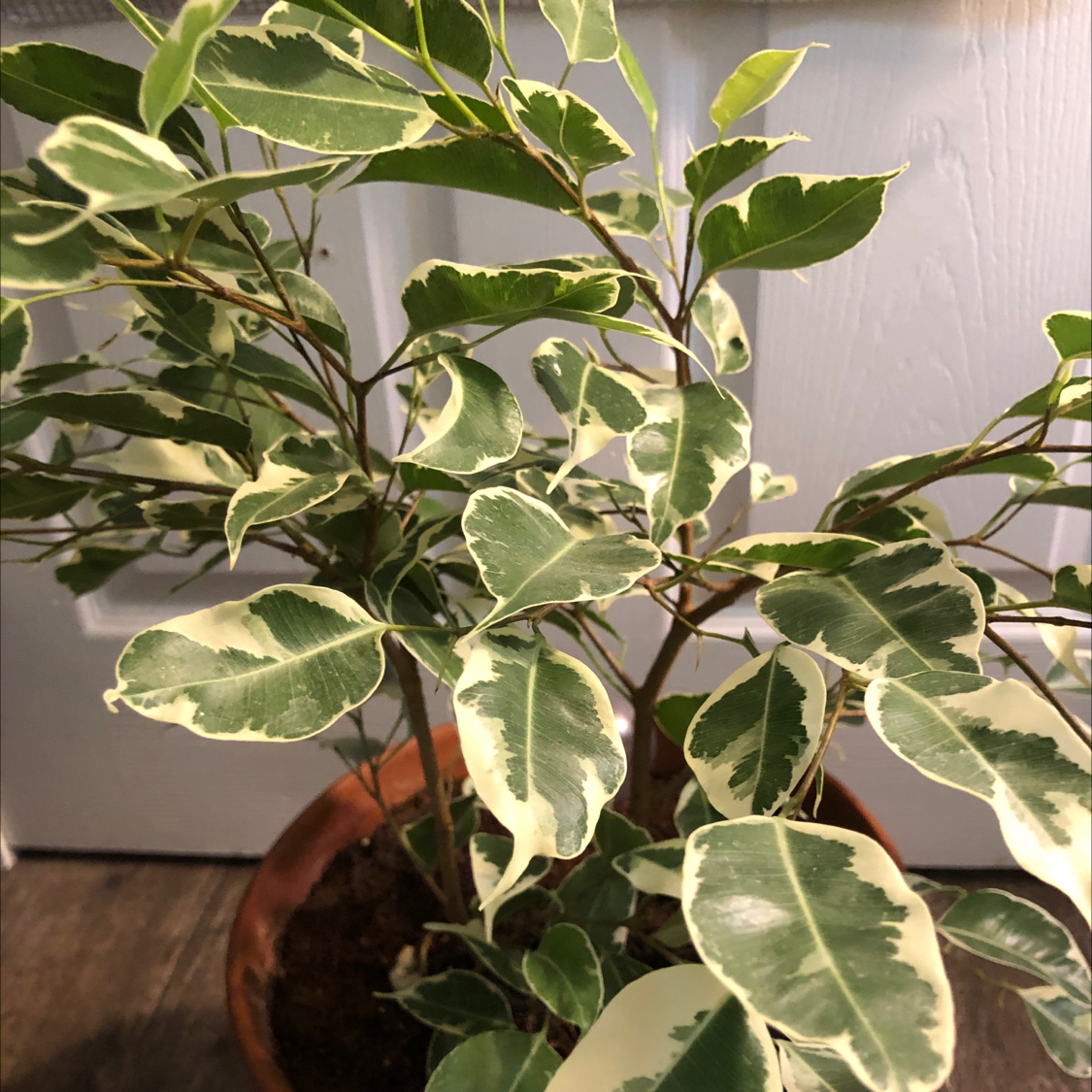 Healthy weeping fig plant with lush, green variegated foliage and no signs of discoloration or disease.