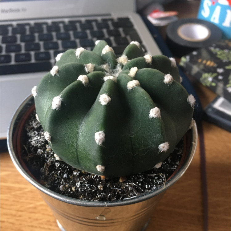 Domino Cactus in a small pot, healthy with no visible signs of distress.