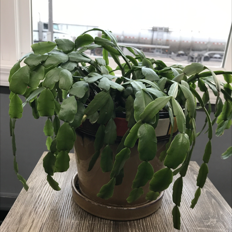 Photo of the plant species Christmas Cactus by Maxine named Cacti on Greg, the plant care app