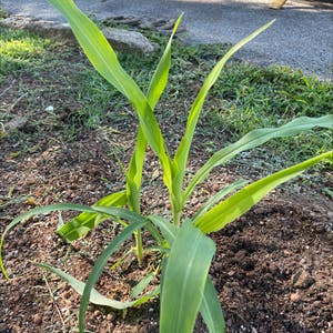 Corn plant photo by @GiGiof3inTN named Maizy on Greg, the plant care app.