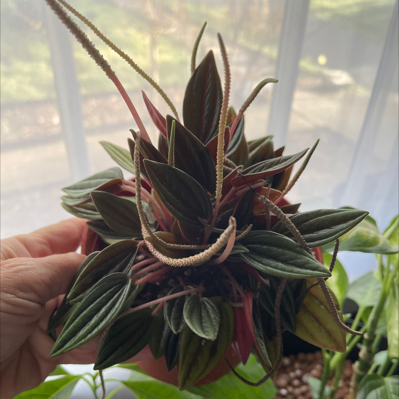 Peperomia Caperata plant photo by @GiGiof3inTN named Pepper on Greg, the plant care app.