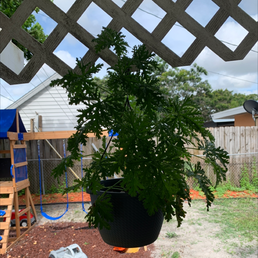 Photo of the plant species Hooded-Leaf Pelargonium by @B_Hoef09 named Cindy on Greg, the plant care app