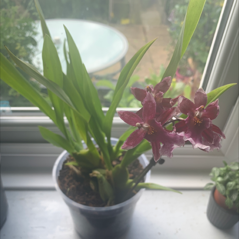 Photo of the plant species Cockleshell Orchid by @poppyanne07 named Octavia on Greg, the plant care app