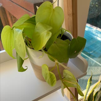 Heartleaf Philodendron plant in Houston, Texas