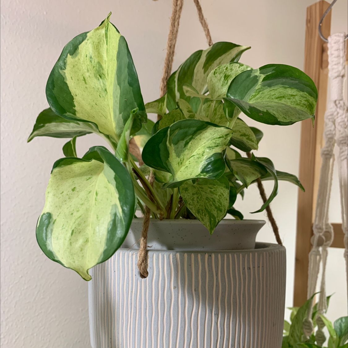 Manjula Pothos plant in a hanging pot with variegated green and white leaves.
