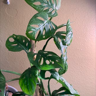 Window Leaf plant in Houston, Texas
