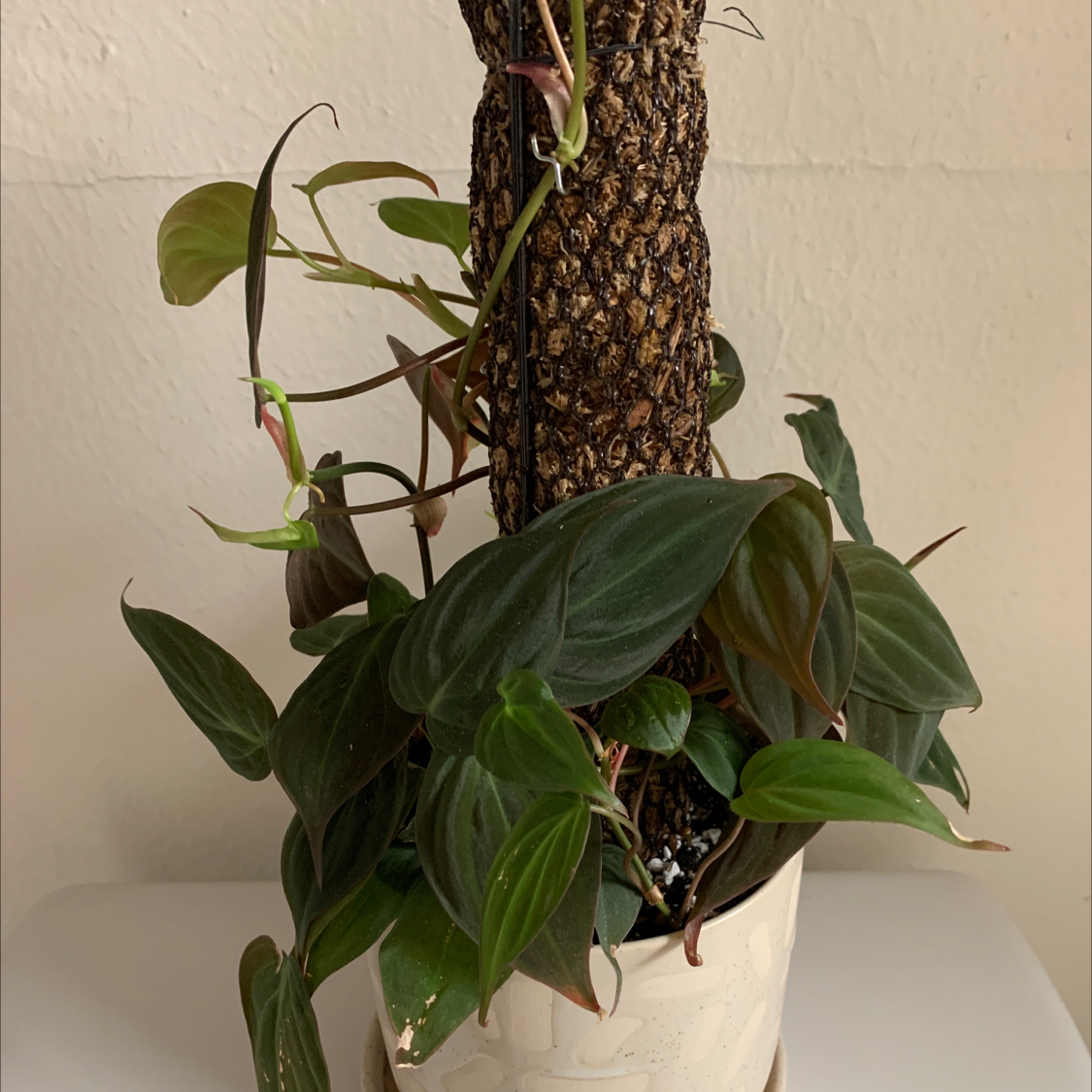 Photo of the plant species Philodendron Micans by @Mmmkrose named Scarlett on Greg, the plant care app