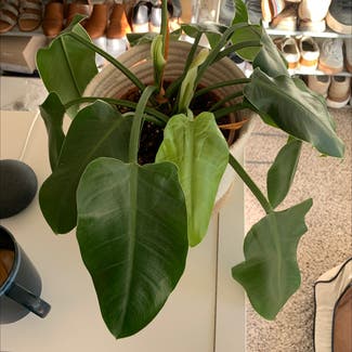 Blushing Philodendron plant in Houston, Texas