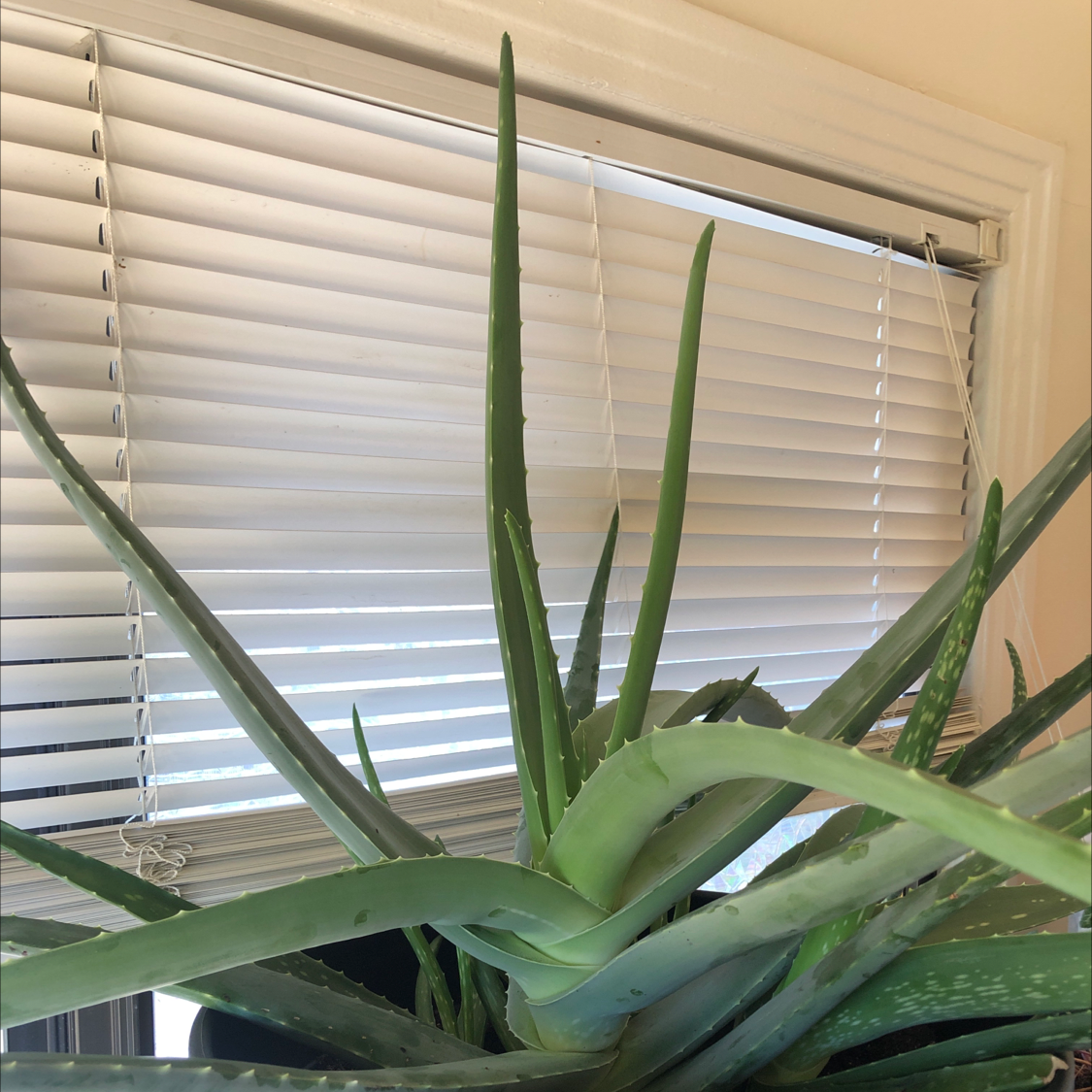 Aloe vera plant photo by Jen named Bob the aloe father on Greg, the plant care app.