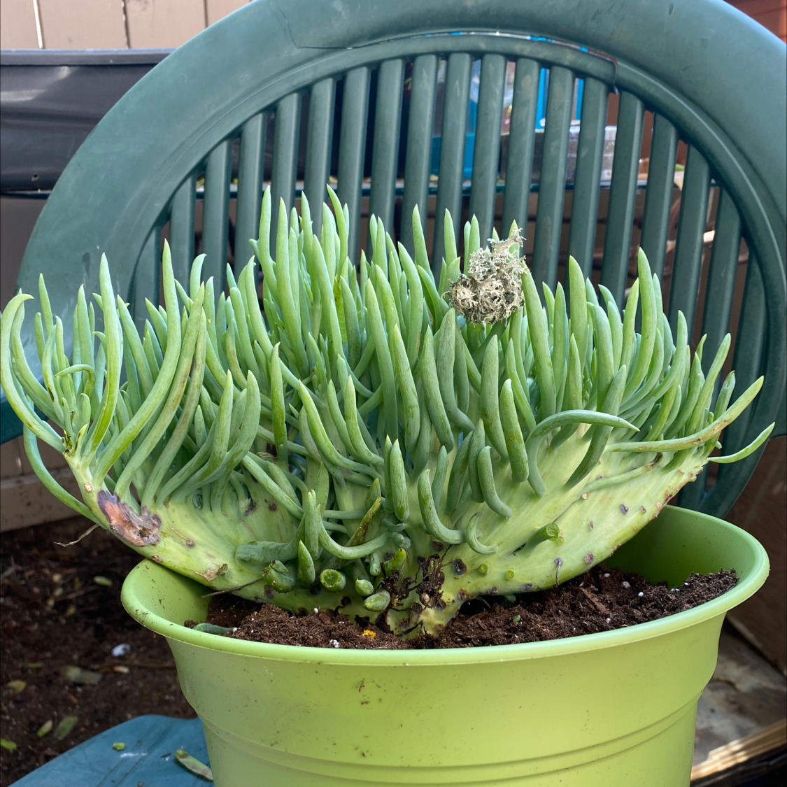 Photo of the plant species Narrow-Leaf Chalksticks by Breanna named Asrai on Greg, the plant care app