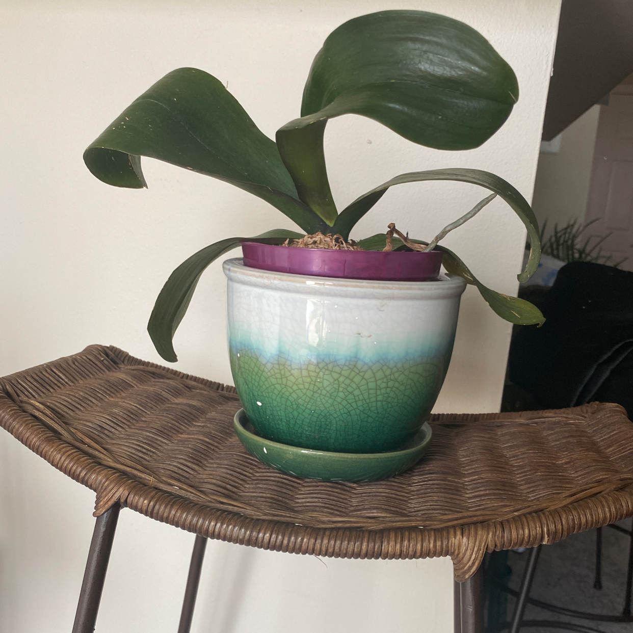 Phalaenopsis Orchid in a decorative pot on a wicker stand, with broad green leaves.