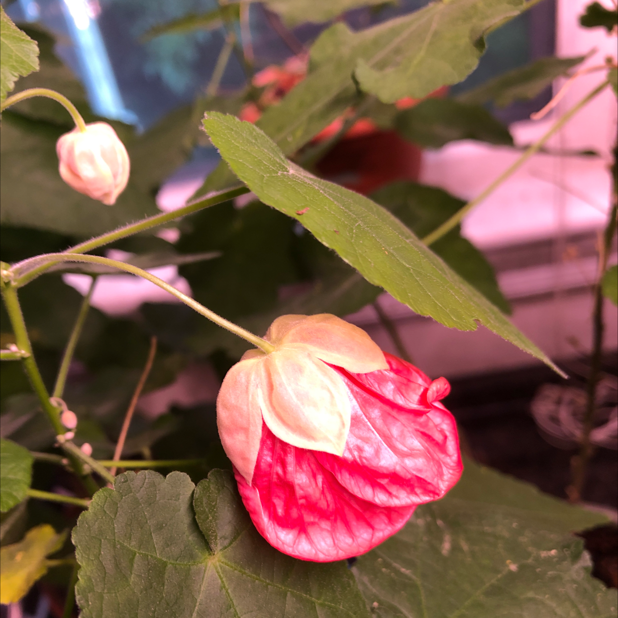 Abutilon Pictum plant with a red and white flower and green leaves.
