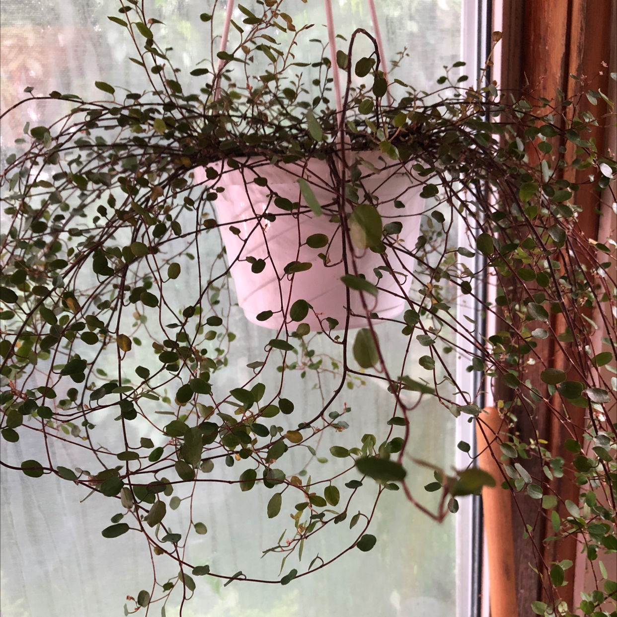 Sprawling Wirevine plant in a hanging pot with numerous small, green leaves and long, thin stems.