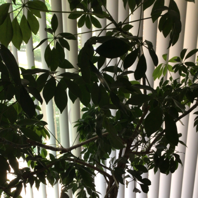 Dwarf Umbrella Tree plant photo by Saz named Henry on Greg, the plant care app.