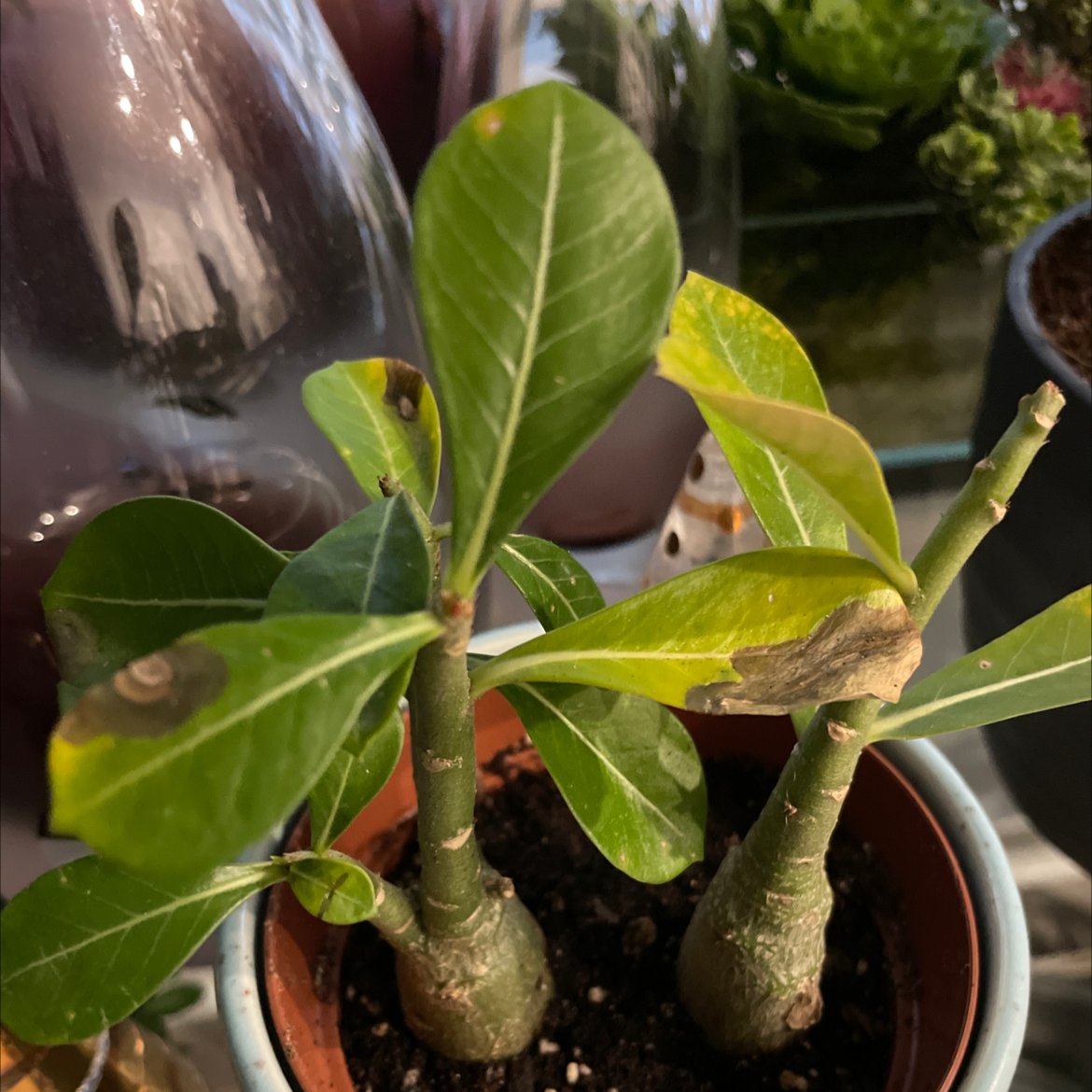 Desert Rose Plant with yellowing and browning leaves in a pot indoors.