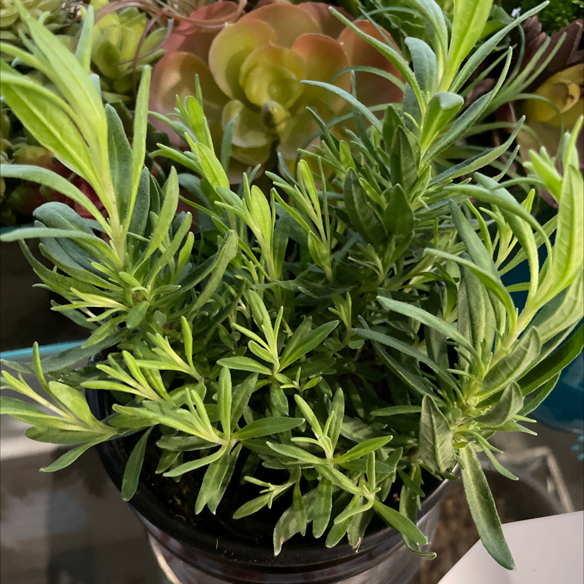 Why Are My Lavender Leaves Droopy? 💧