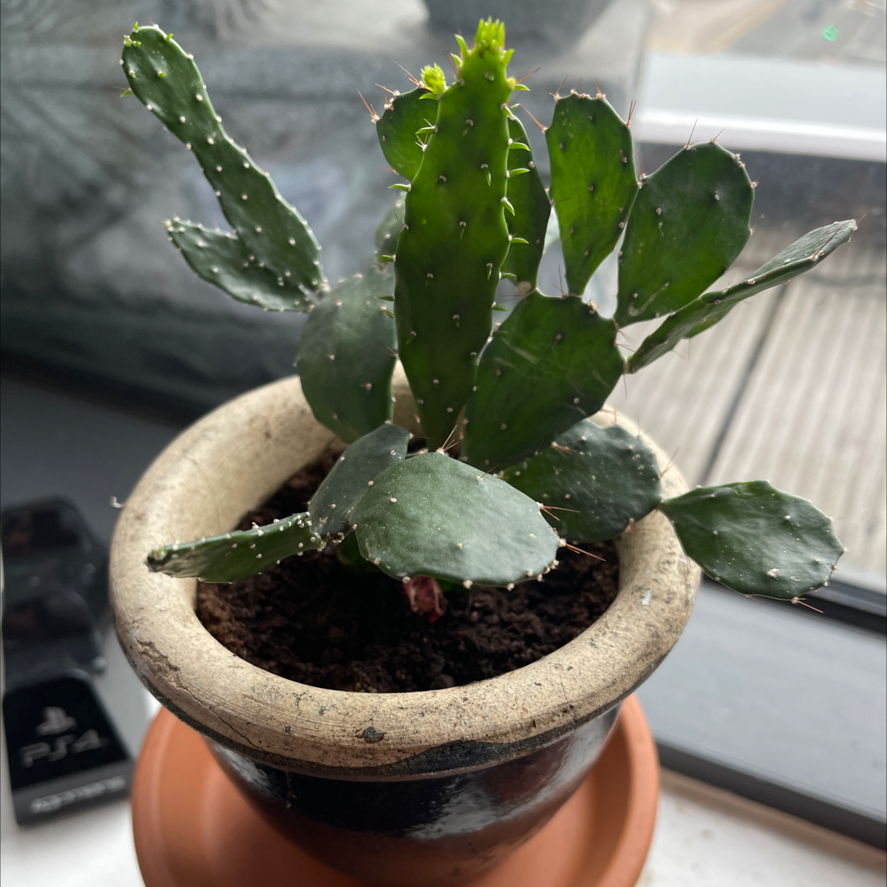 Potted Brazilian Pricklypear cactus on a windowsill, healthy and well-framed.
