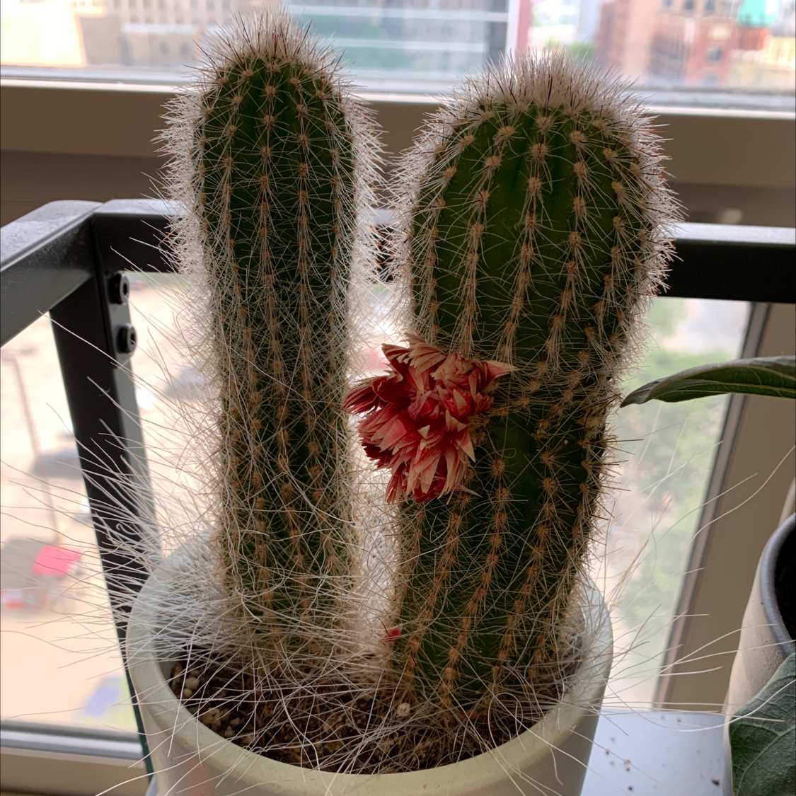 Potted Cephalocereus polylophus cactus with a red and white flower.