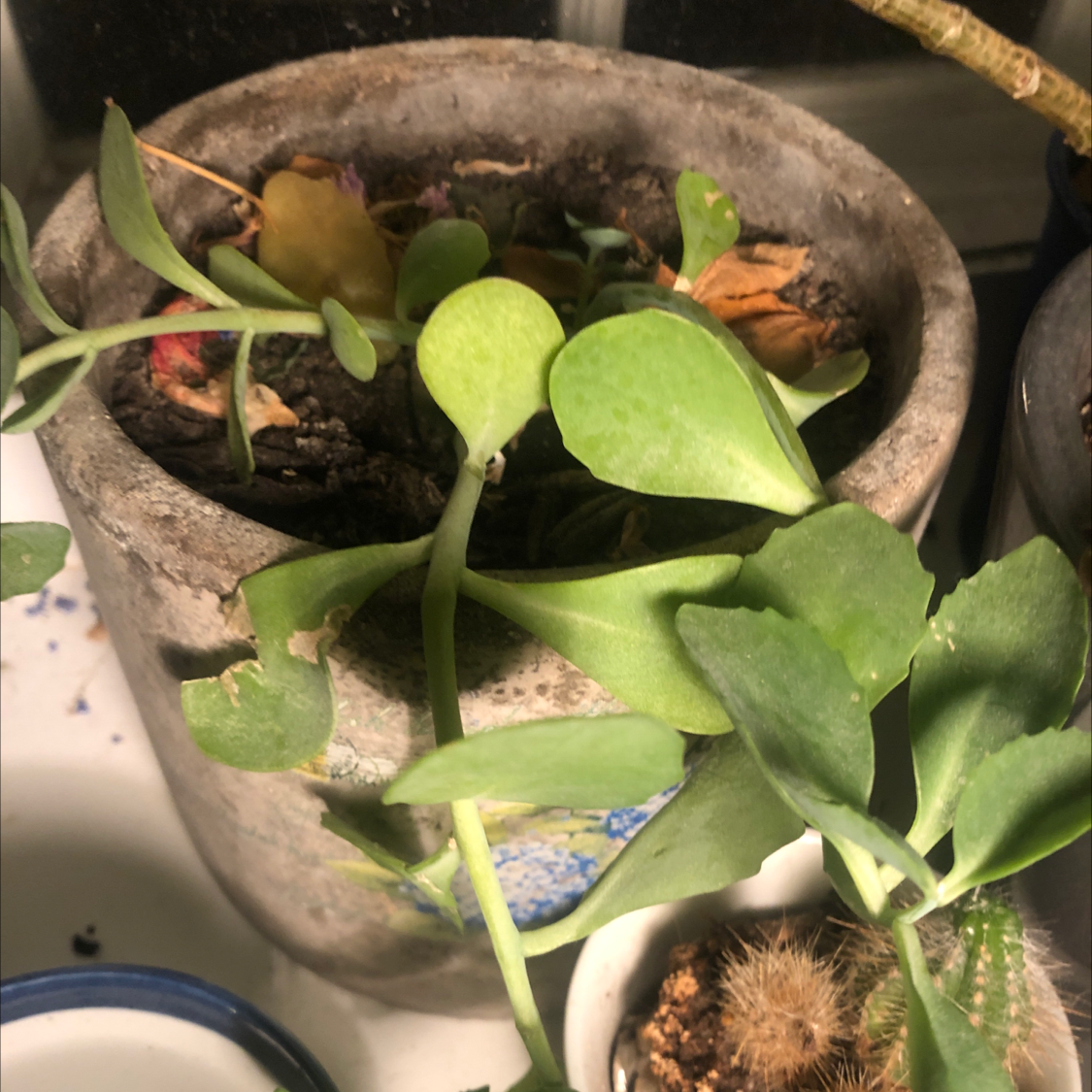 Potted Witch's Moneybags plant with some yellowing leaves and visible soil.