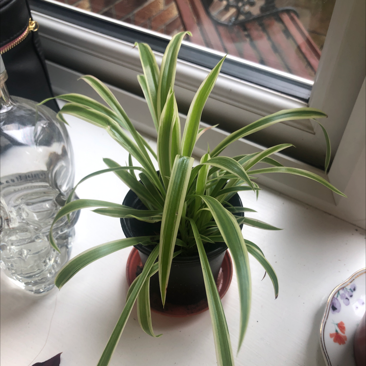Spider Plant plant photo by @hollyxknott named orwell on Greg, the plant care app.