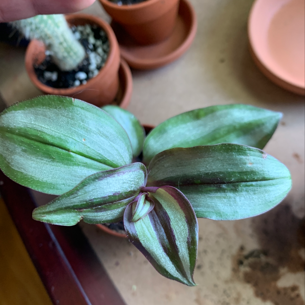 Tradescantia Zebrina Soil