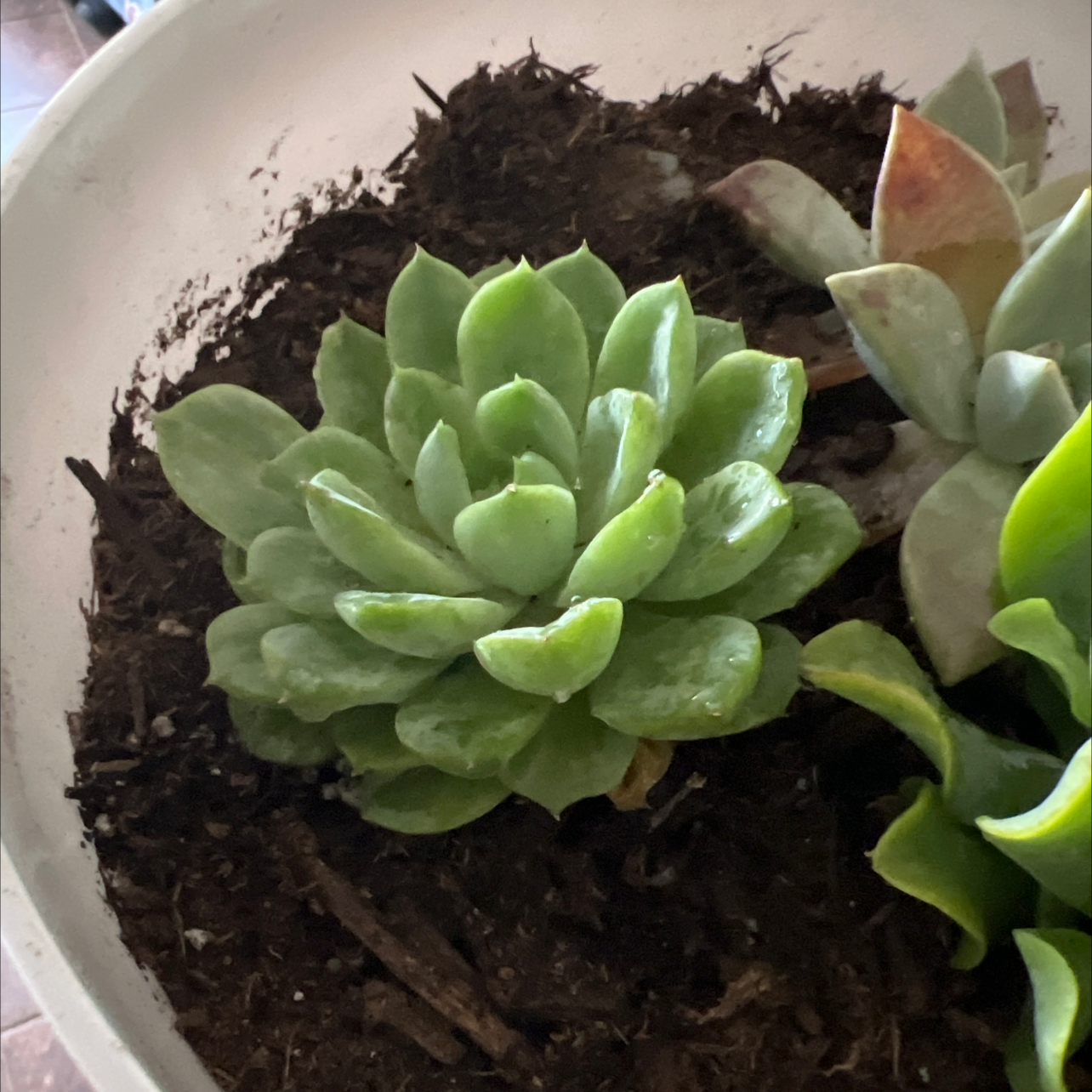 Echeveria 'Lime n' Chile' succulent in a pot with visible soil, appears healthy.