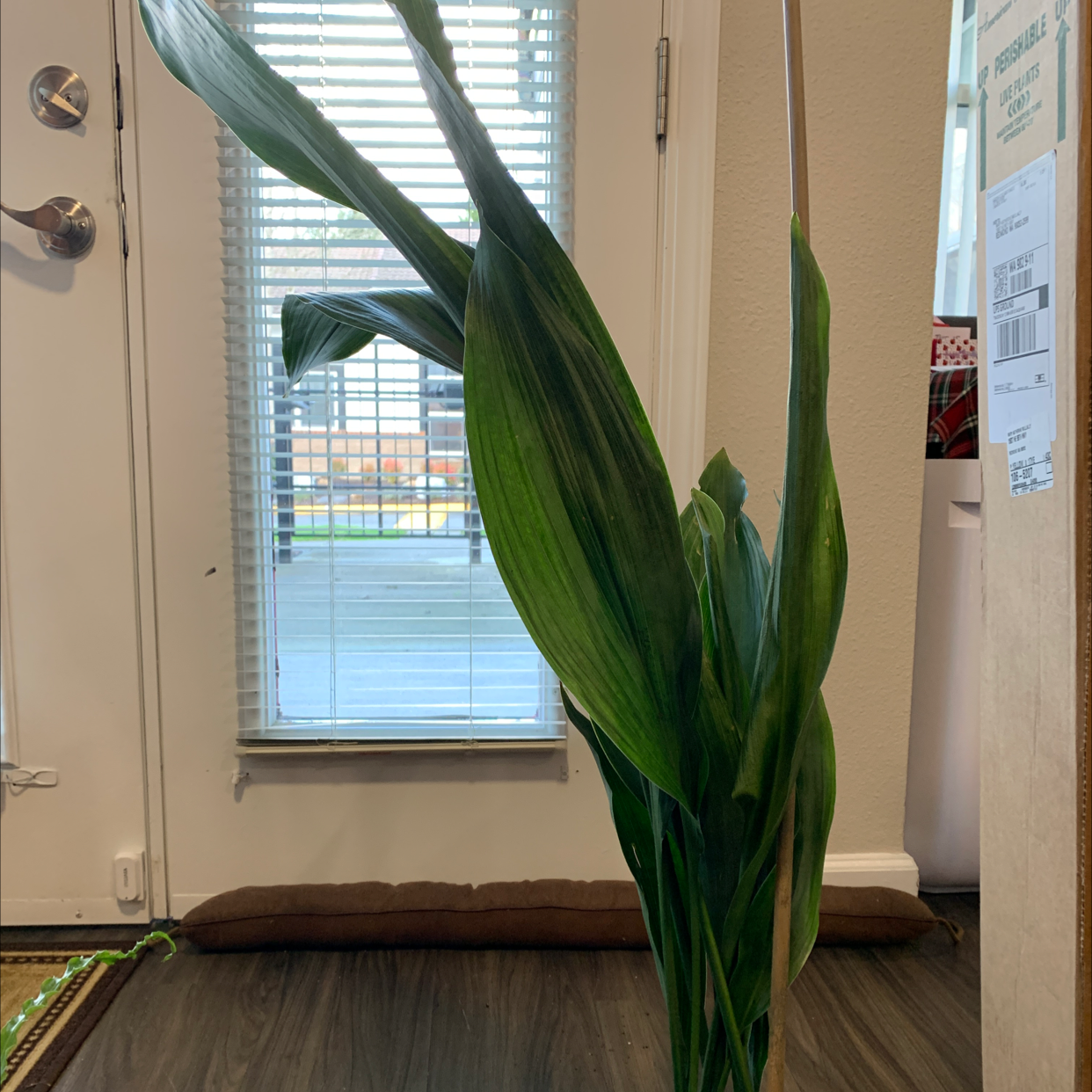 Cast Iron Plant with long green leaves placed indoors near a window.