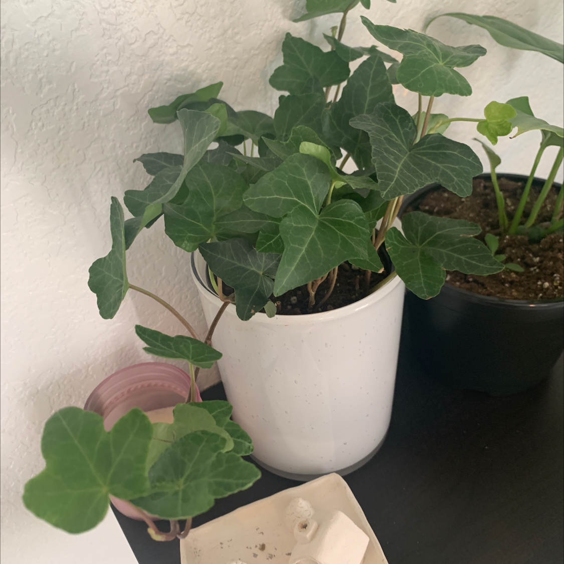 English Ivy plant photo by @emersen_beer named greta on Greg, the plant care app.