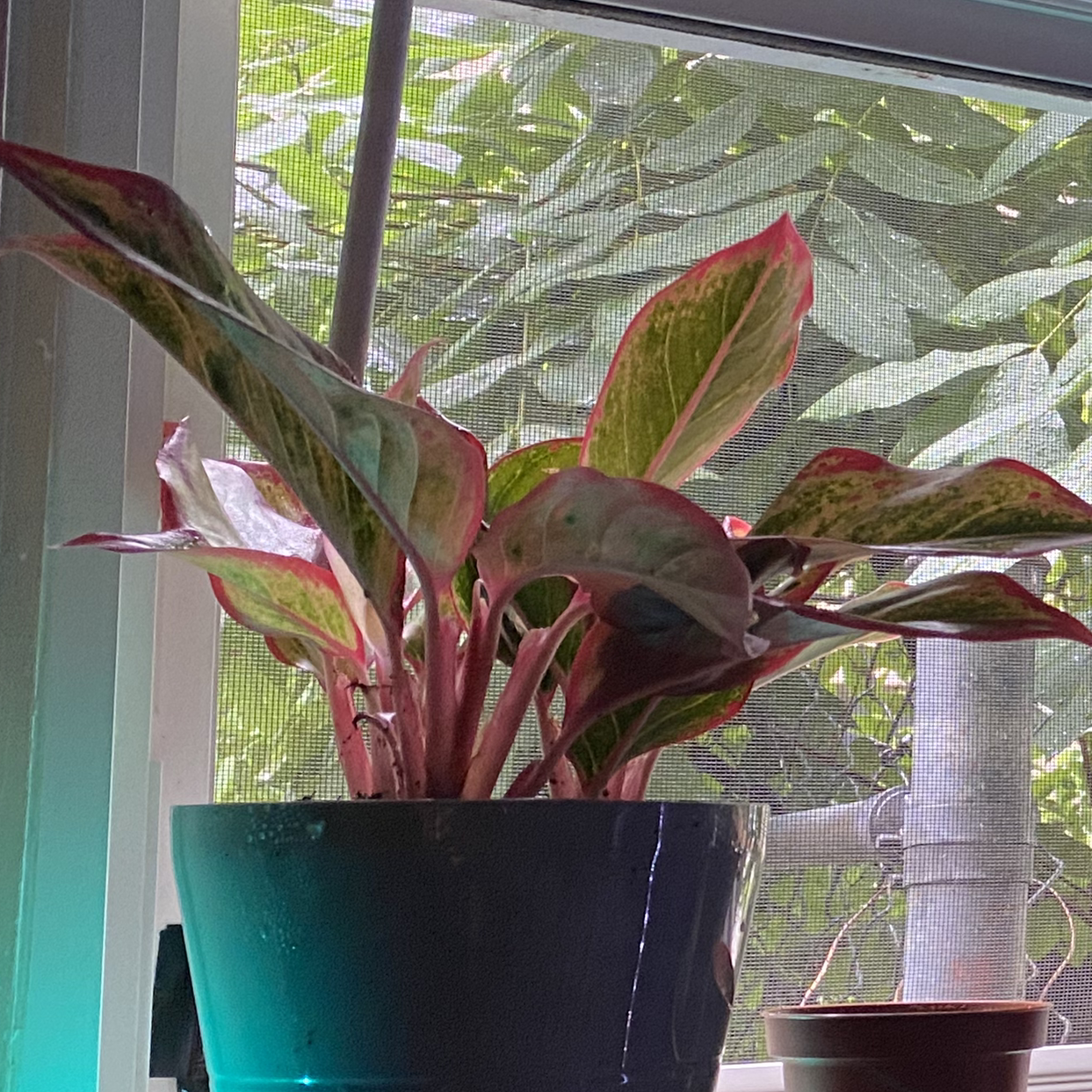 Photo of the plant species Aglaonema 'Legacy' by Carson named Daphne on Greg, the plant care app