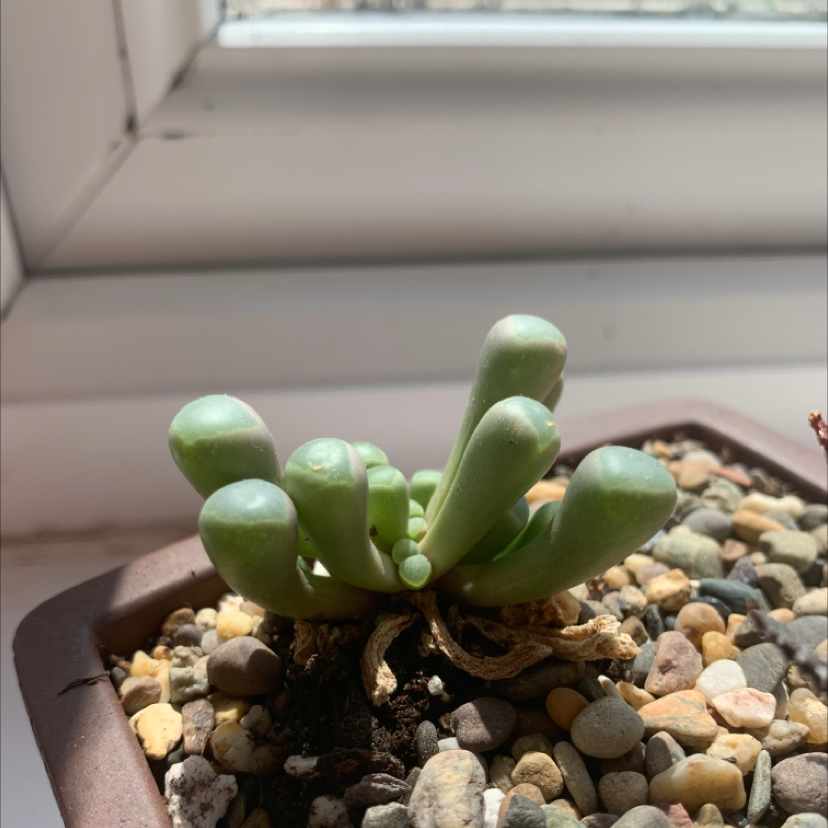 Photo of the plant species Fairy Elephant's Feet by @victoriaedith named Shannon on Greg, the plant care app