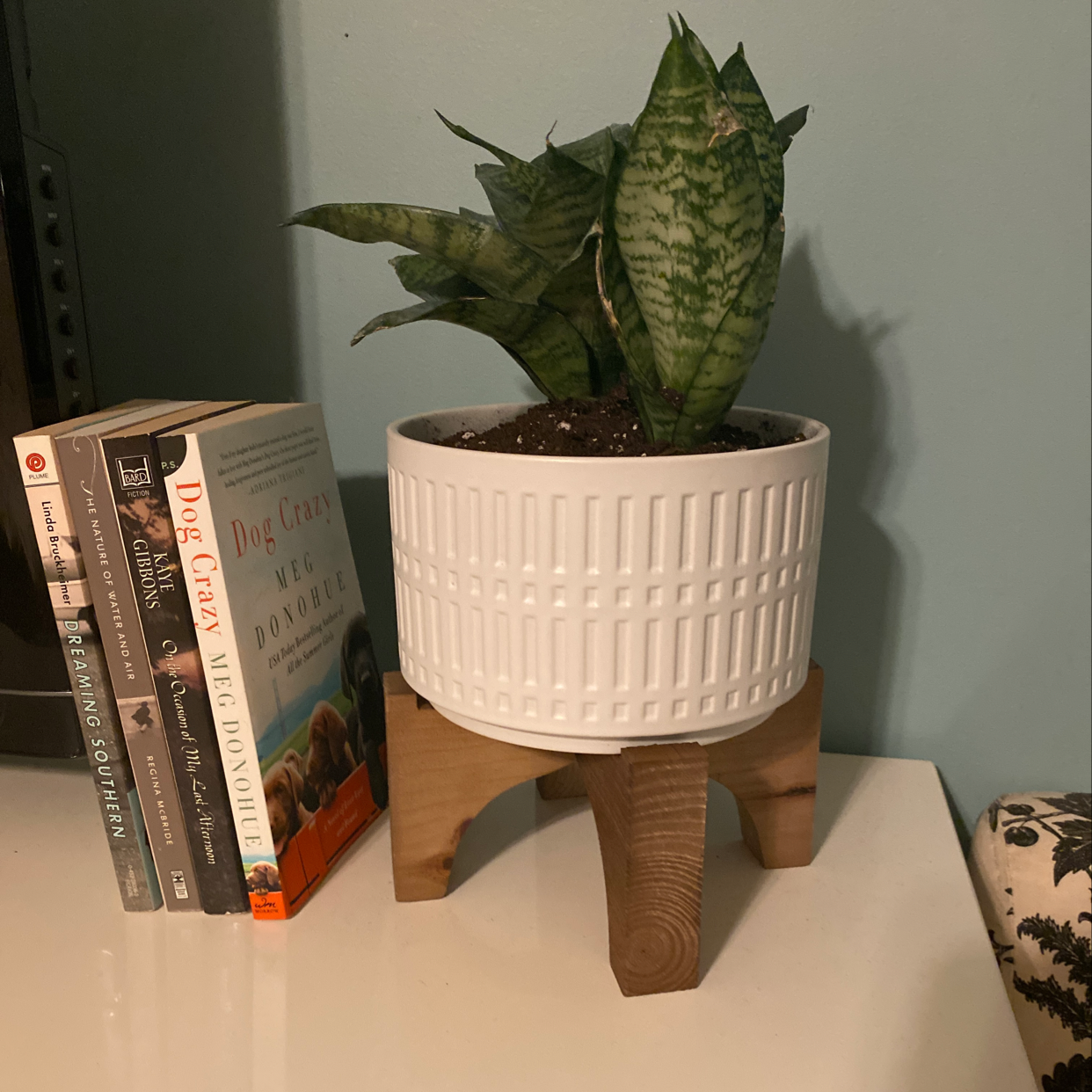 Snake Plant in a white pot on a wooden stand, with visible soil and no signs of disease.
