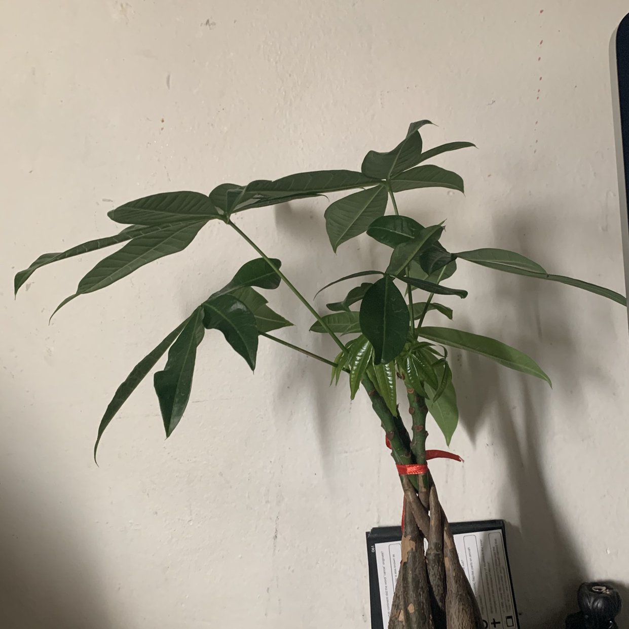 Money Tree plant photo by Sean named Ebony on Greg, the plant care app.