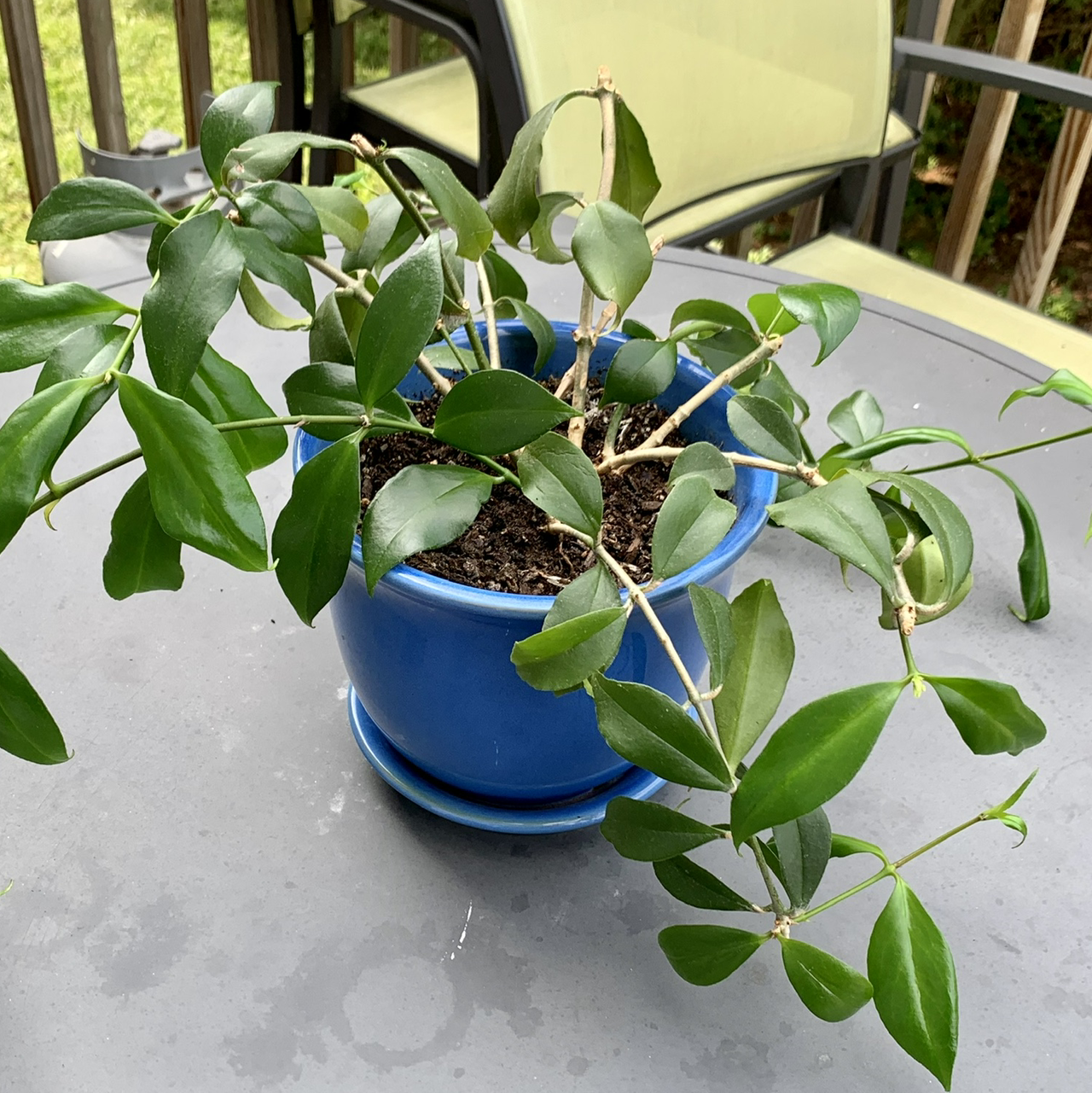 Photo of the plant species Orange Lipstick Plant by @beaknits named Molly on Greg, the plant care app