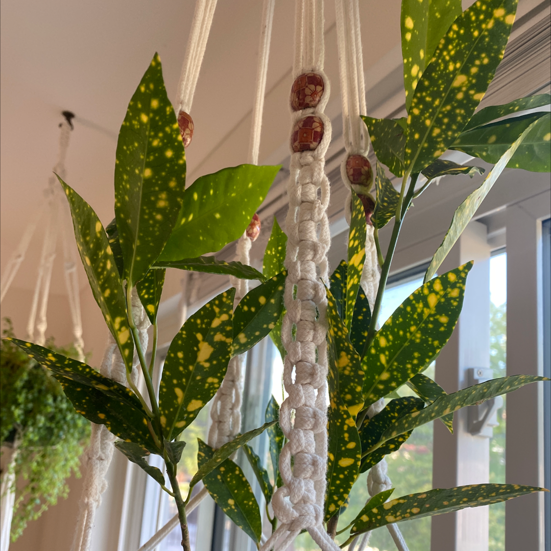 Gold Dust Croton plant photo by @Poptart76 named Stevie nicks on Greg, the plant care app.