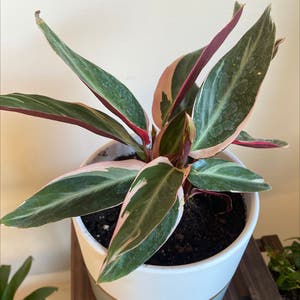 Triostar Stromanthe plant photo by @Poptart76 named Tristen on Greg, the plant care app.