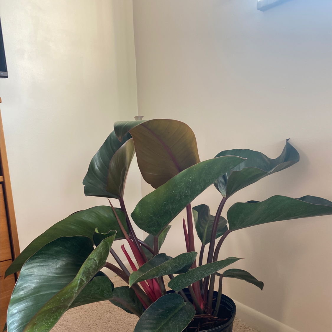 Blushing Philodendron plant photo by @Poptart76 named Trayvon on Greg, the plant care app.